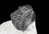 Bargain, Gerastos Trilobite Fossil - Morocco #69111-4